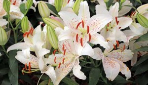 Easter Lilies