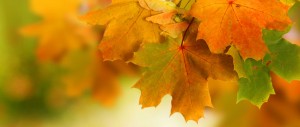 Fall Footer