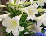 Easter Lilies at St. John Vianney